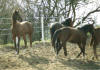 Shagya-Araber Basyl April 2000