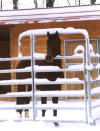 Shagya-Araber Hengst Basyl Januar 2003
