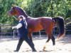 Basyl Wesenstest 31. August 2003