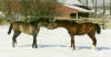 Tjara und Basyl Januar 2001