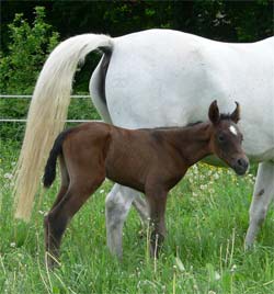 Shagya-Araber filly Thayla - by Basyl out of Tarka by Artaxerxes