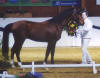 Shagya-Araber Basyl Krung 23.03.2003
